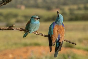 Le mâle tâtonnant salue sa femelle.