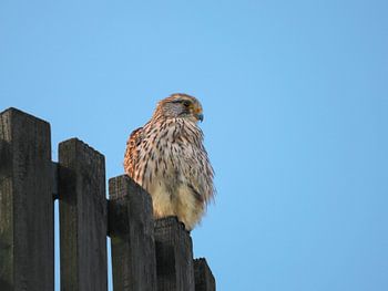Der Turmfalke in seiner schönsten Form.