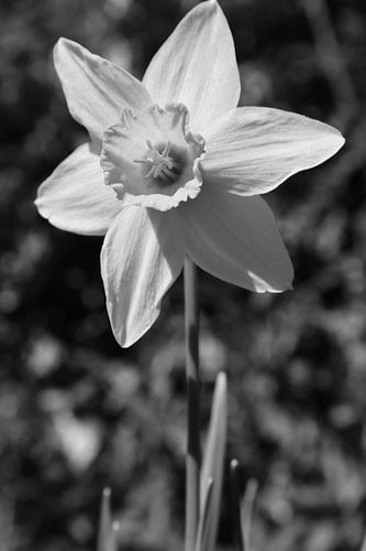 Daffodil flower