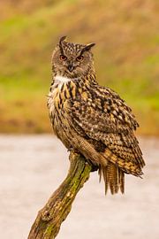Hibou, Bubo bubo