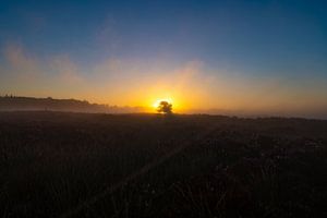 Die Drentse Heide bei Sonnenaufgang