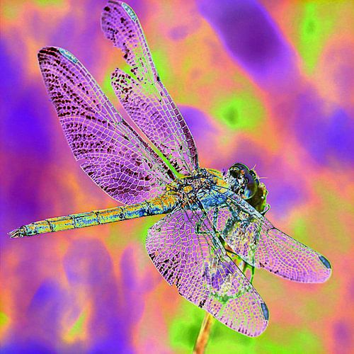 Libellule physcodélique
