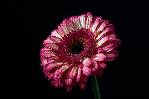 Gerbera rose sur fond sombre
