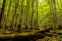 Ancient forest in Retezat national park Romania