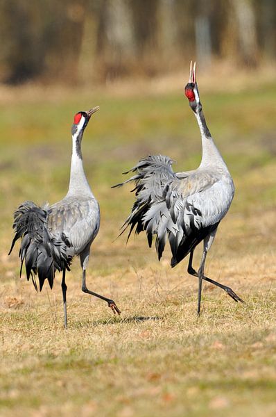 Grey Crane by Karin Jähne
