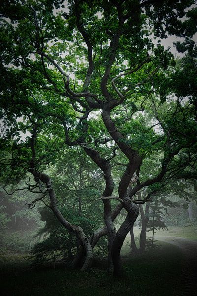 three twisting oak trees in the mist by peterheinspictures