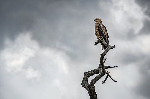 Schöner Savannenadler auf dem Ausguck auf einem Ast