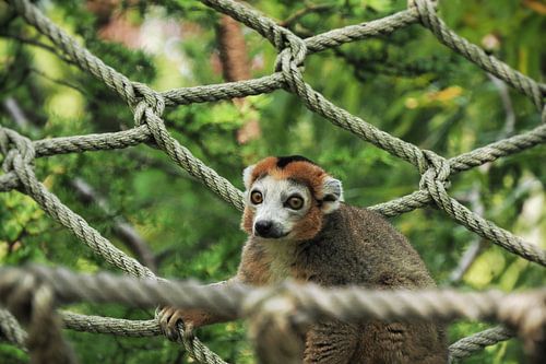 Singe effronté