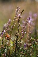 Heather close-up