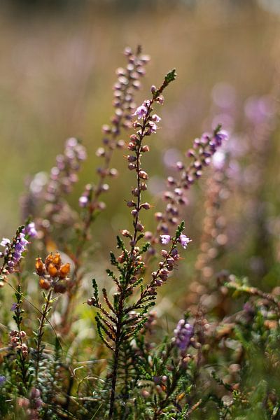 Heather close-up by Foto Nynke