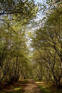 Sous la verdure - photographie de nature en forêt sur Qeimoy