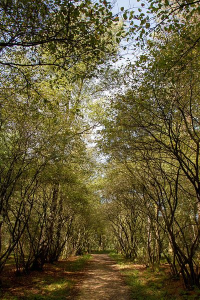 Sous la verdure - photographie de nature en forêt par QEIMOY