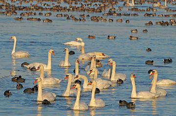 Knobbelzwanen in ritmische beweging van Paul van Gaalen, natuurfotograaf