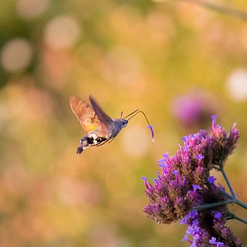 kolibrievlinder en een verbena van Marc Goldman