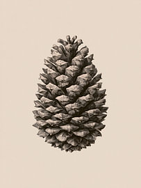 Single Pine Cone on Warm Beige – Botanical Art
