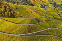 Vineyards in Stuttgart