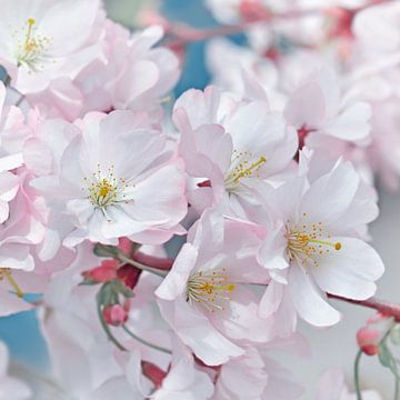Fleurs de cerisiers japonais sur Violetta Honkisz