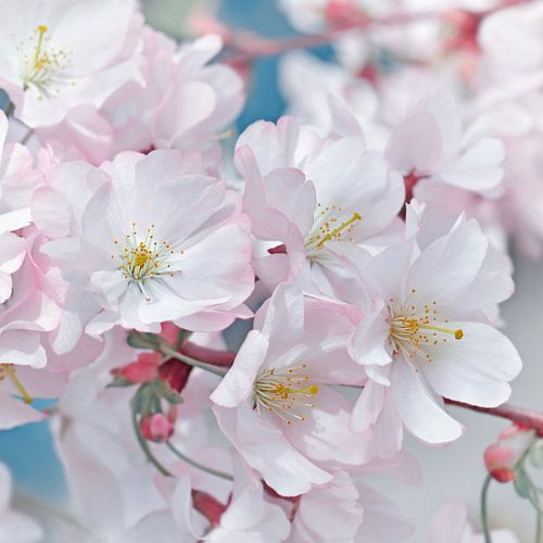 Japanse Kersenbloesem van Violetta Honkisz