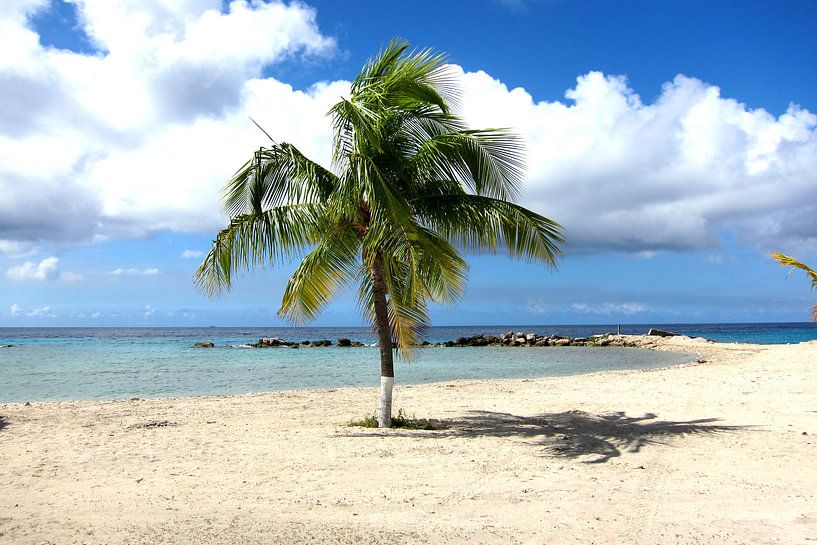 Palmboom op het strand van Carolina Vergoossen