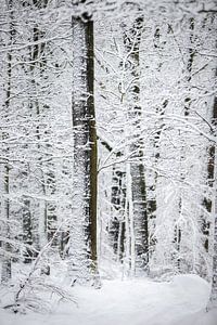 bomen bedekt met sneeuw