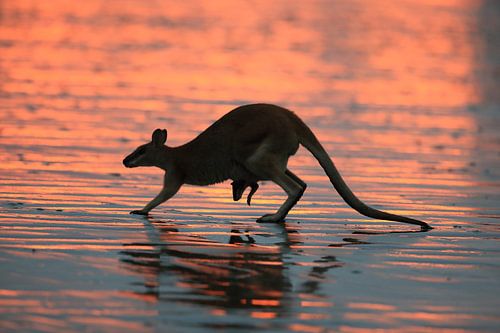 kangoeroe op strand bij zonsopgang, mackay, noord queenland, australië