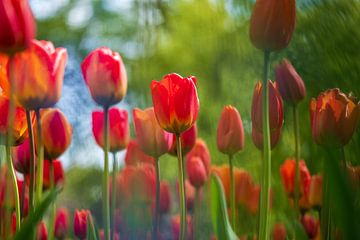 Rode tulpen van Lisa Dumon