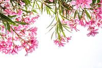 Rosa tropische Blumen auf weißem Hintergrund