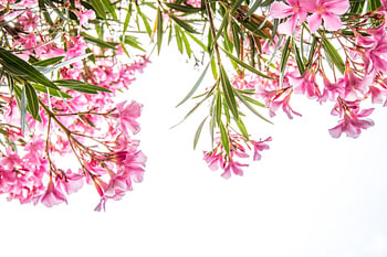 Fleurs tropicales roses sur fond blanc