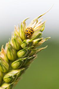 ladybug by mirka koot