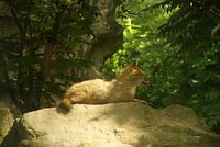 goudjakhals op steen