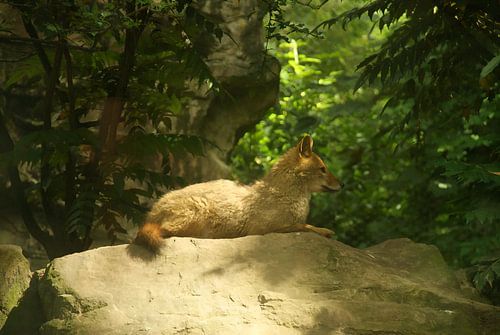 goudjakhals op steen