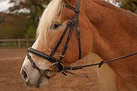 Photoshooting with light brown Haflinger with beige mane