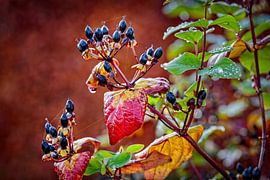 Hertshooi van Rob Boon