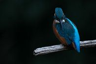 Eisvogel an der Uferpromenade von Christien van der Veen Fotografie Miniaturansicht