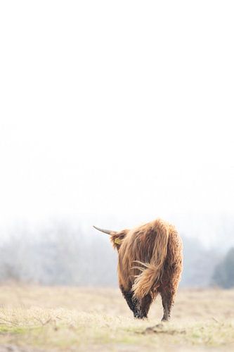 Schottischer Highlander | Gelassenes Foto | Sanfte Töne