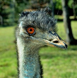 Ostrich in the USA