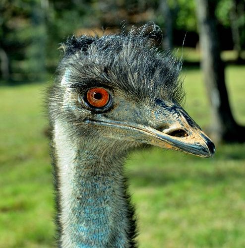 Ostrich in the USA