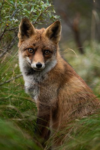 Vos zit op de uitkijk in de duinen