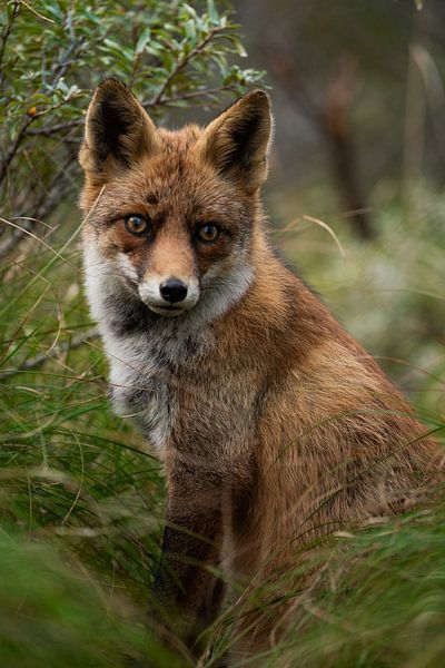 Vos zit op de uitkijk in de duinen von Michael van der Tas