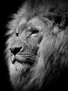 Lion, noir et blanc, roi de la jungle