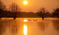 Sunrise De Flaes in Esbeek with swans