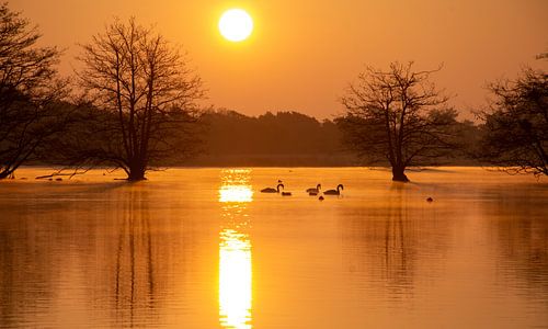 Lever de soleil à De Flaes à Esbeek avec des cygnes