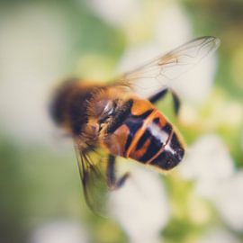 When looking for nectar by Karens Fotografie