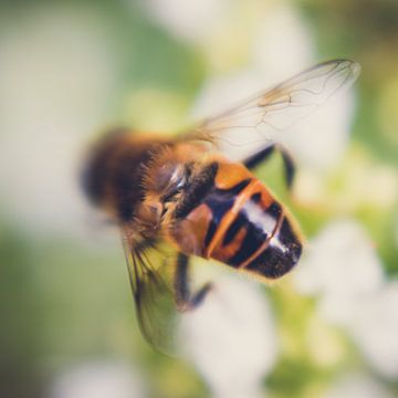 When looking for nectar by Karens Fotografie