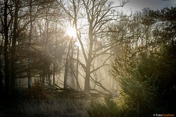 Réveil hivernal dans le Loenermark