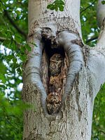 2 owls in tree with heart shape