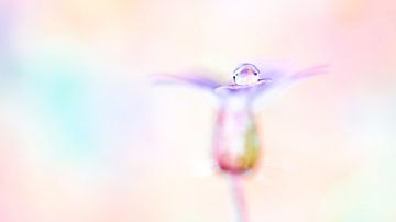 Waterdruppel op een bloem