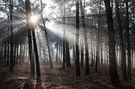 Mist in het bos van Anya Lobers thumbnail