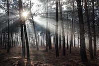 Fog in the forest