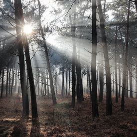 Mist in het bos van Anya Lobers